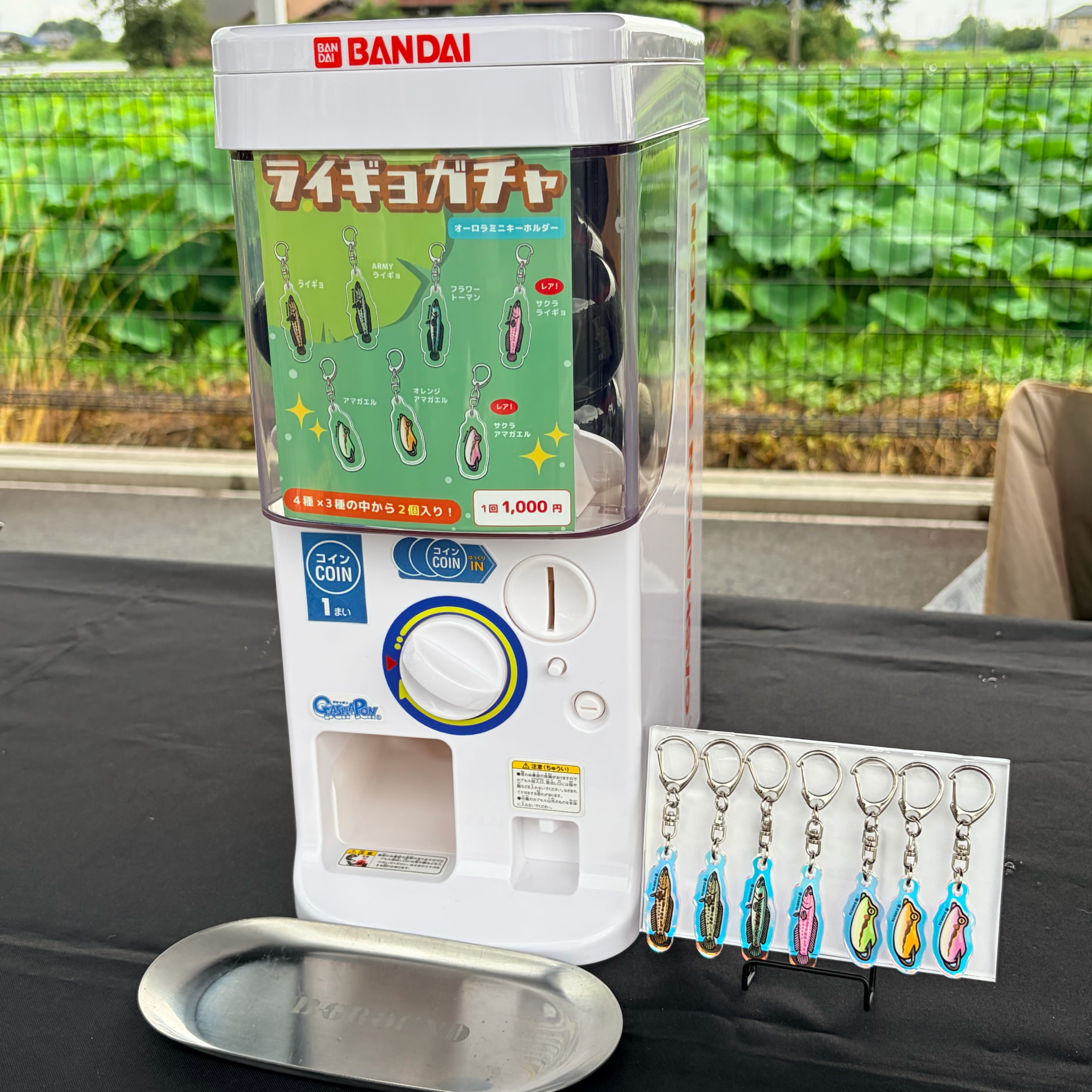 【限定5点セット】カエルのおすそわけ - 画像 (2)